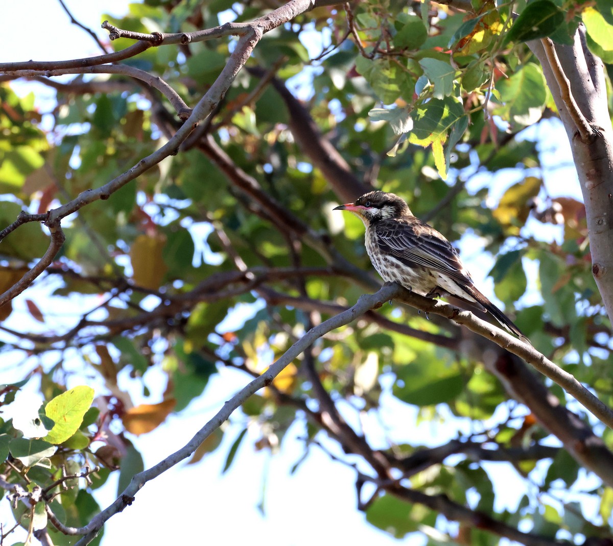 Spiny-cheeked Honeyeater - ML642786822