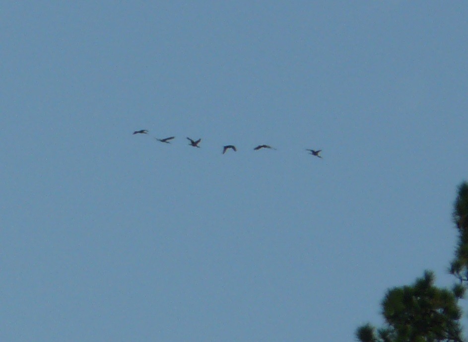 White Ibis - ML642786844