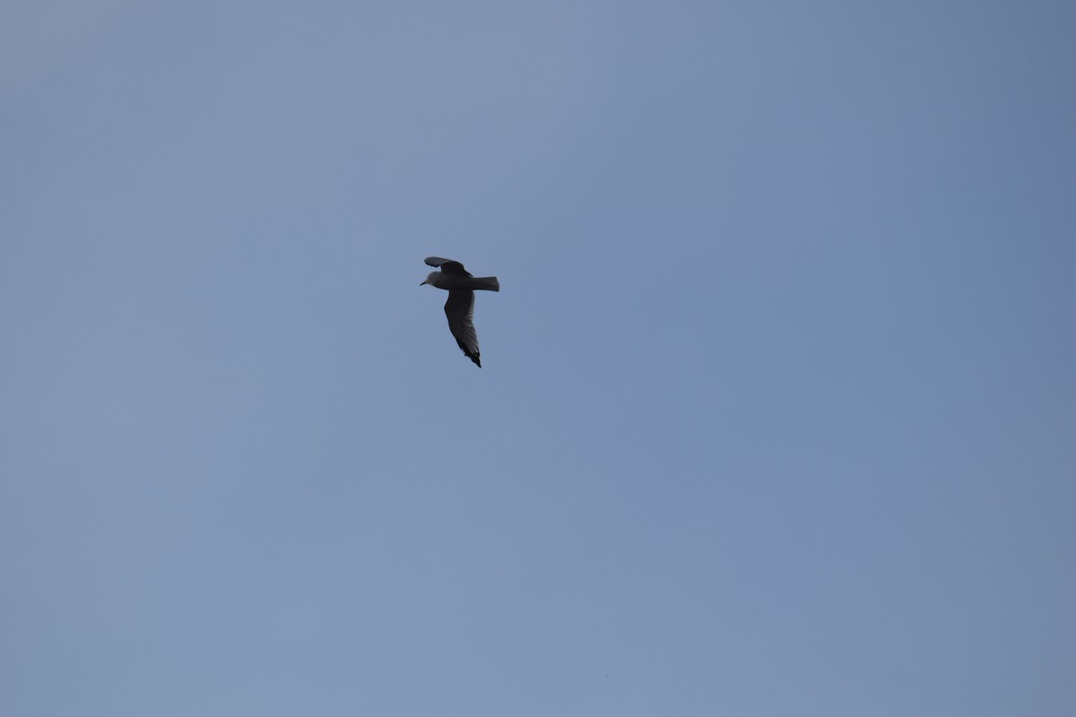 Möwe, unbestimmt - ML642786864