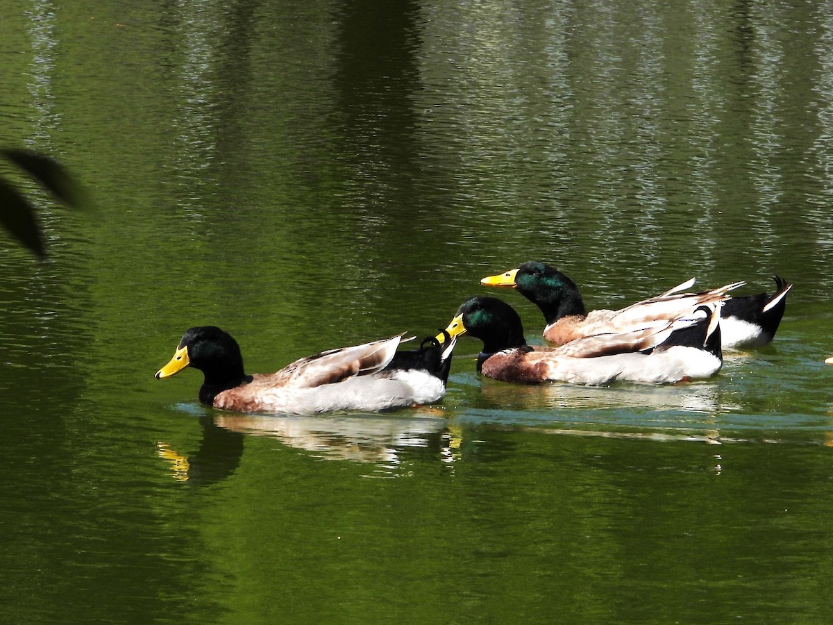 Mallard/Mexican Duck - ML642786869