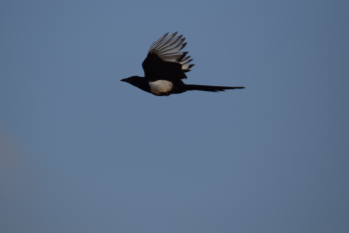 Black-billed Magpie - ML642786878