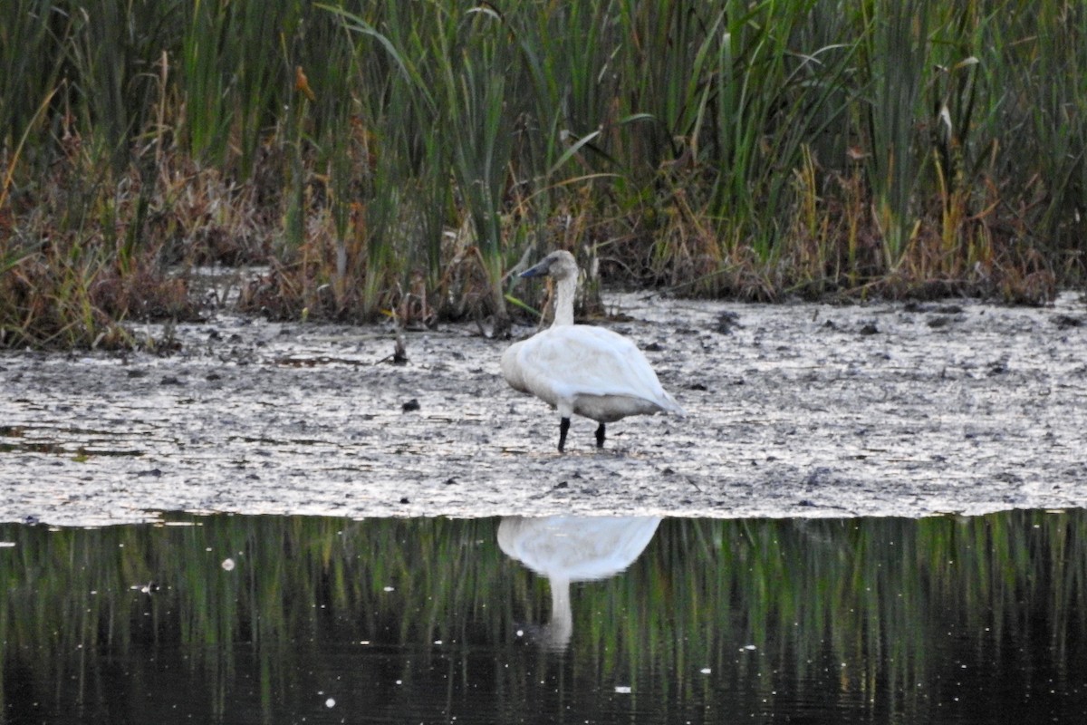Tundra Swan - ML642786881