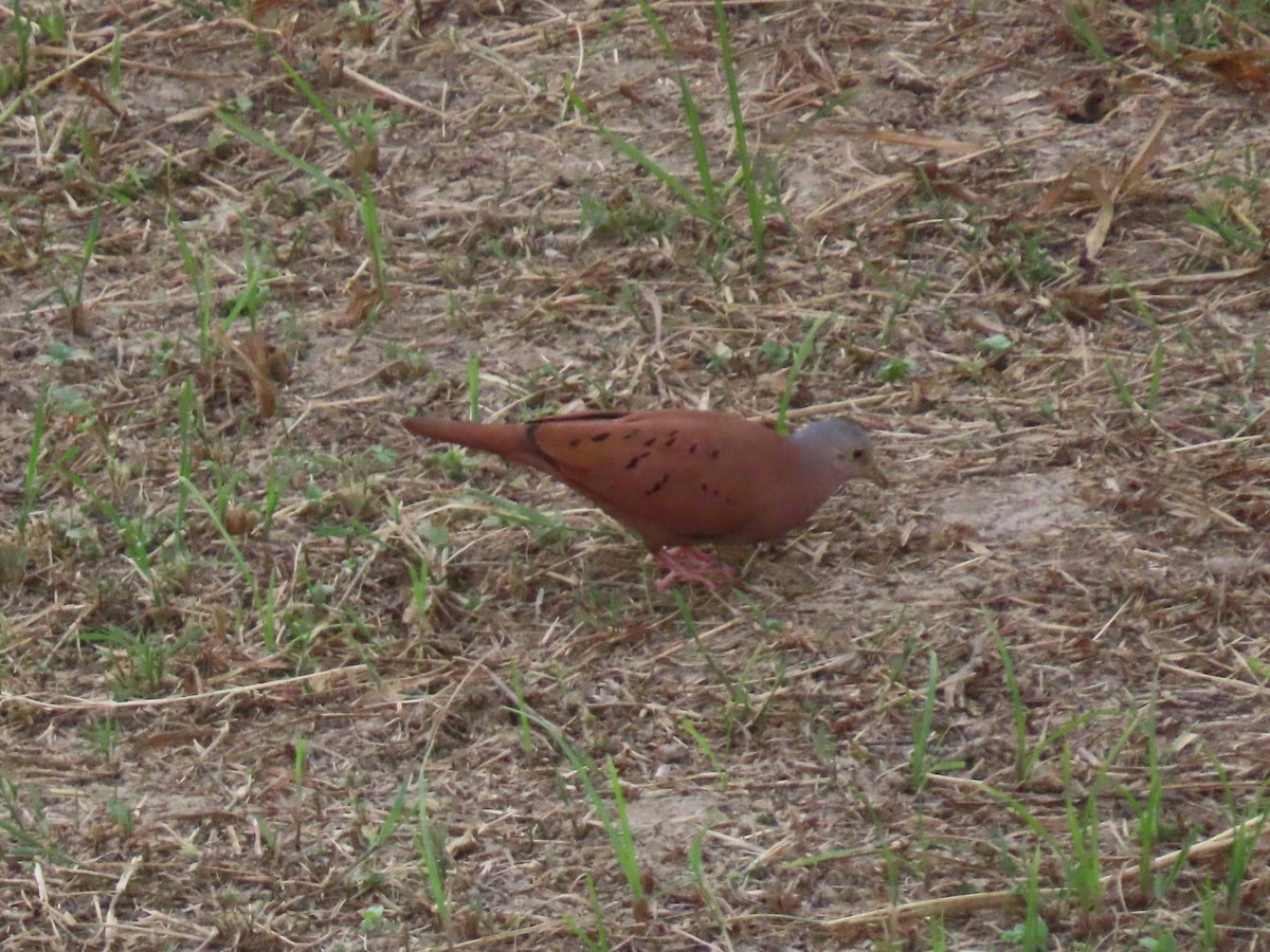 Ruddy Ground Dove - ML642786886