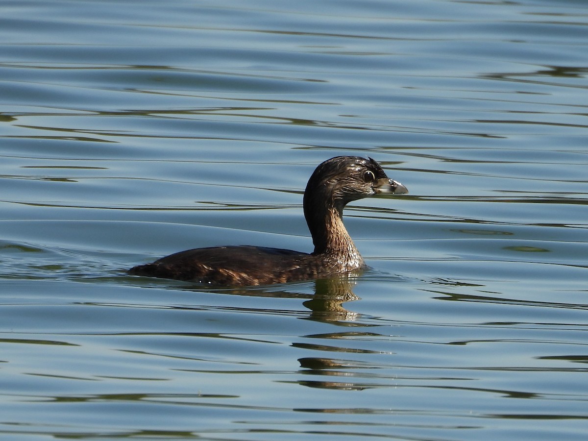 Pied-billed Grebe - ML642786889