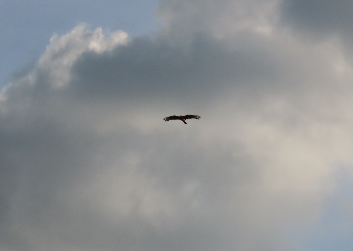 Yellow-headed Caracara - ML642786891