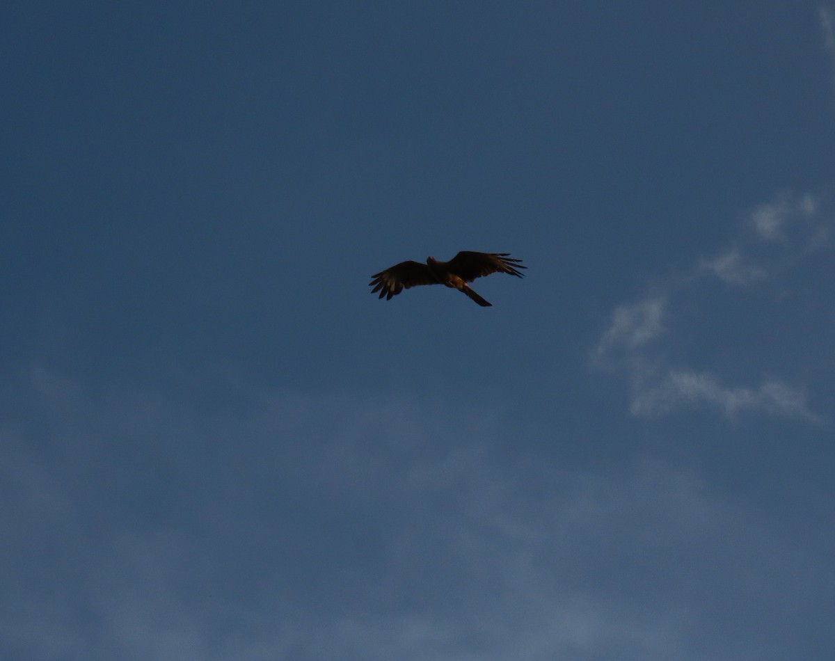 Yellow-headed Caracara - ML642786892