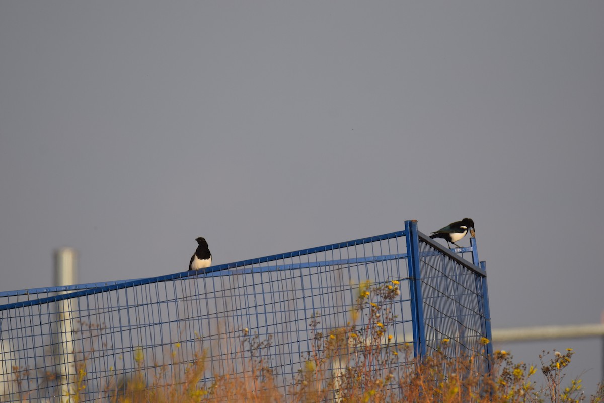 Black-billed Magpie - ML642786897