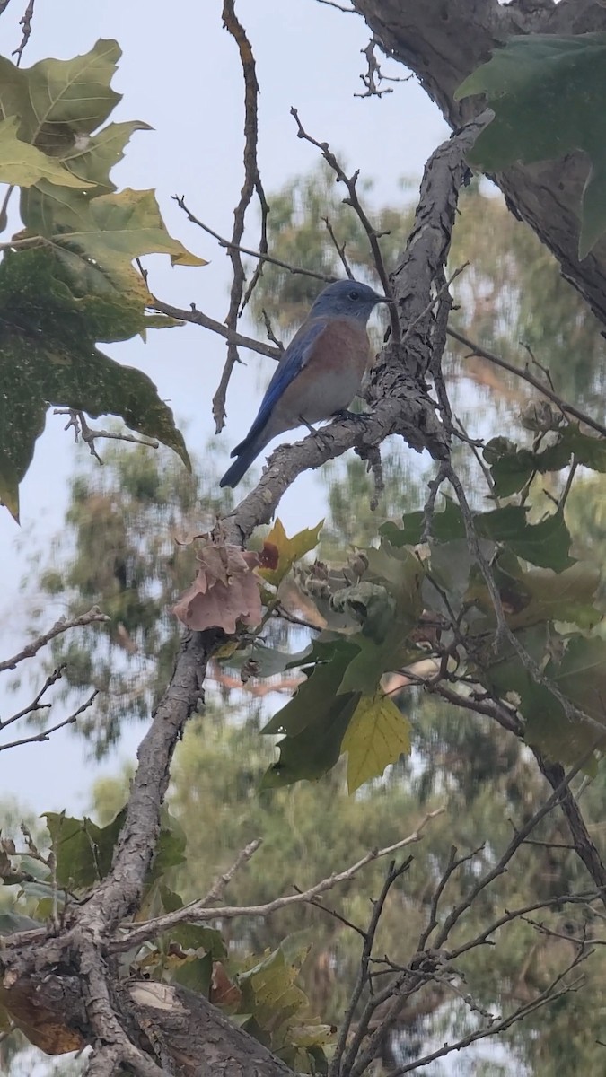 Western Bluebird - ML642786898