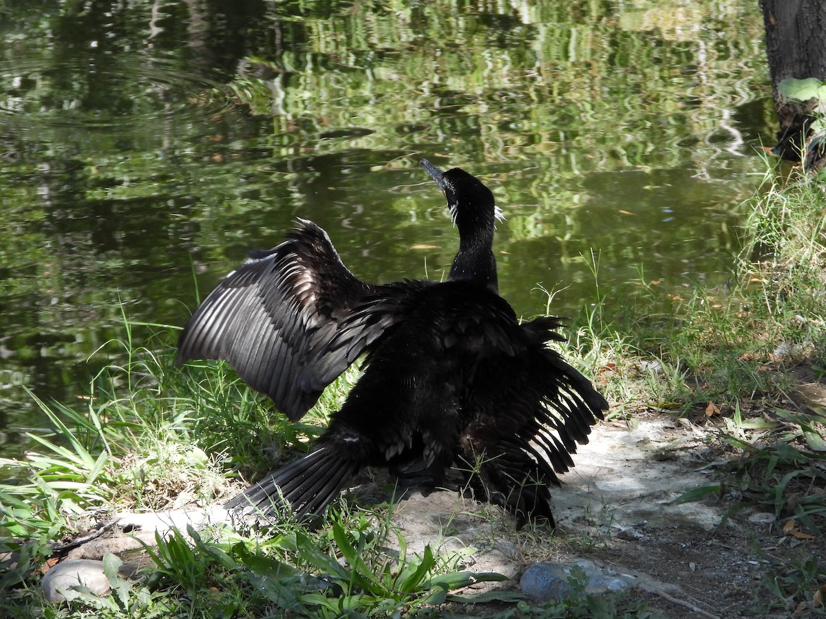 Neotropic Cormorant - ML642786901