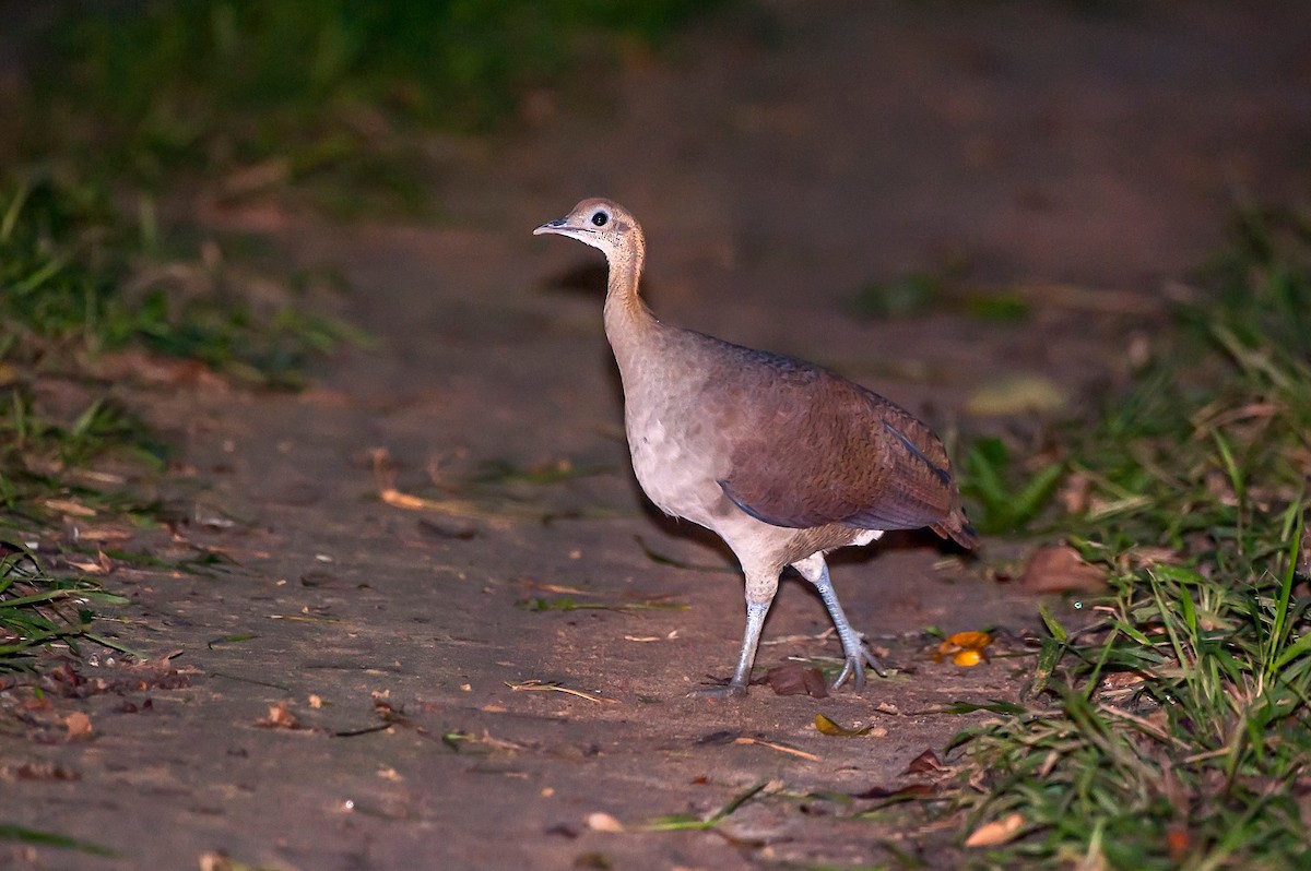 Solitary Tinamou - ML64278691