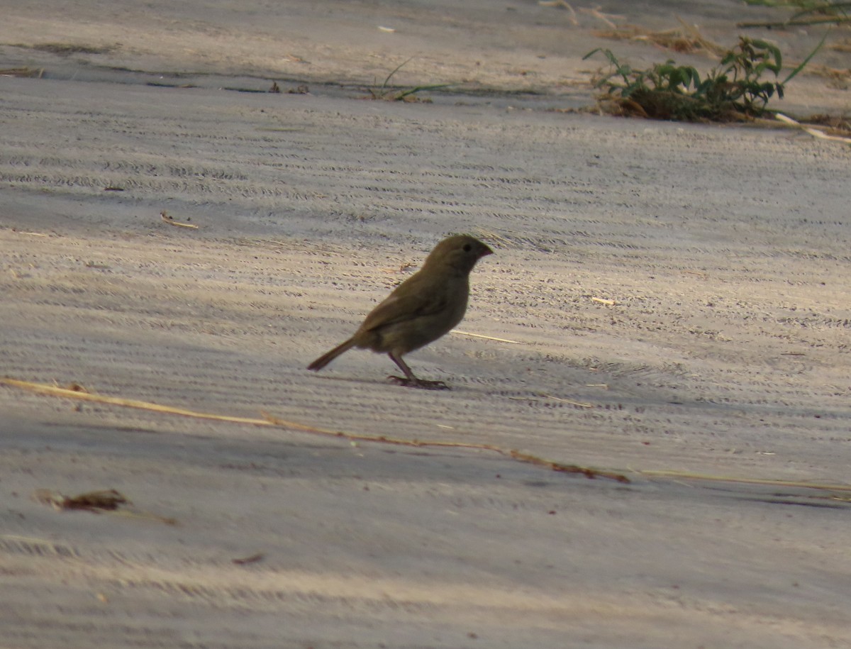 Black-faced Grassquit - ML642786917