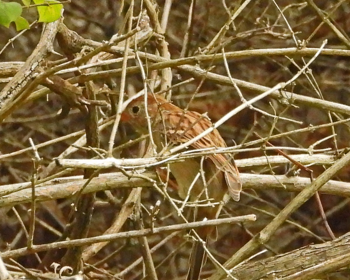 Field Sparrow - ML642786927