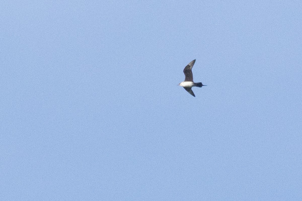 短尾賊鷗 - ML642786936