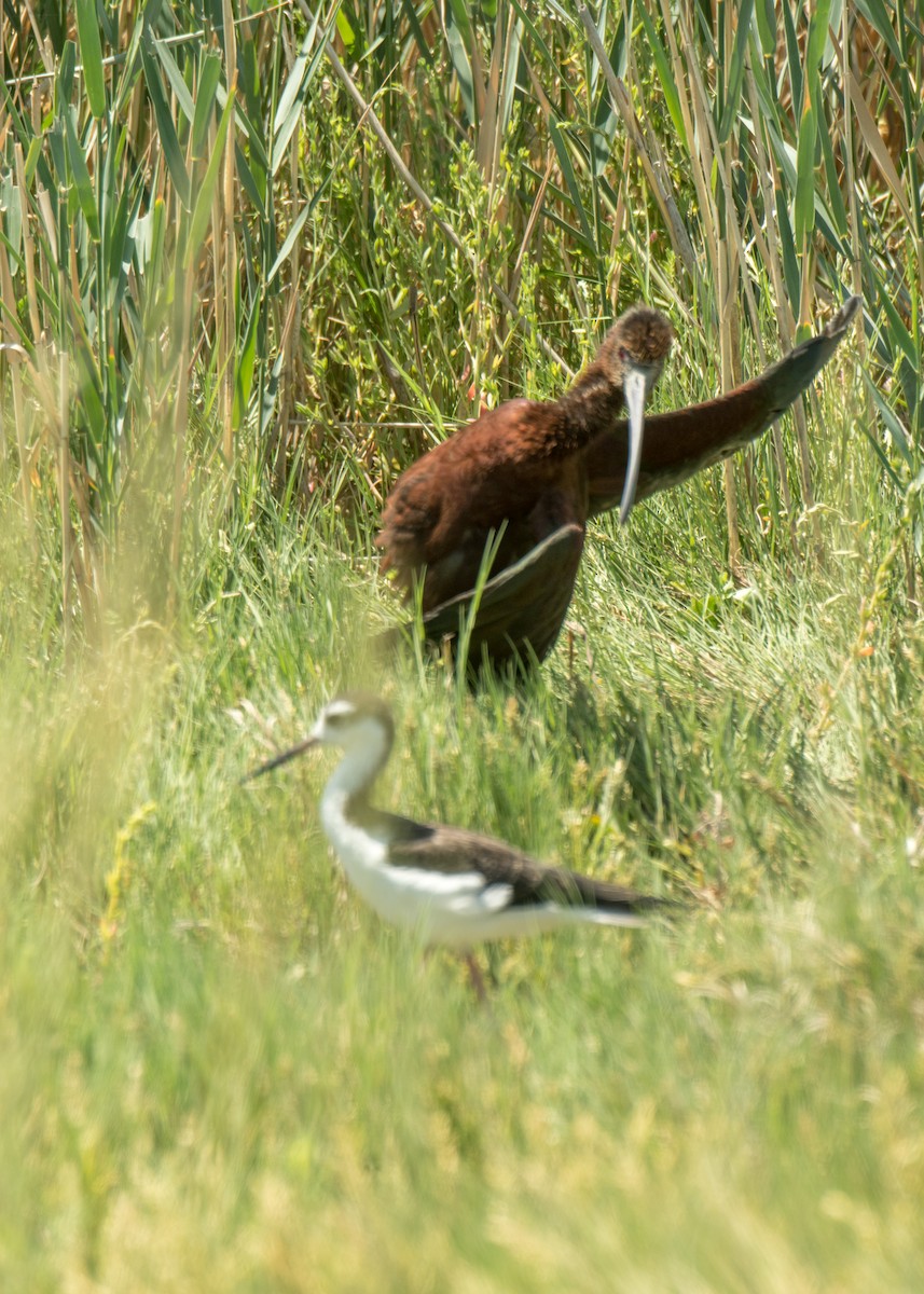 Black-necked Stilt - ML642786944