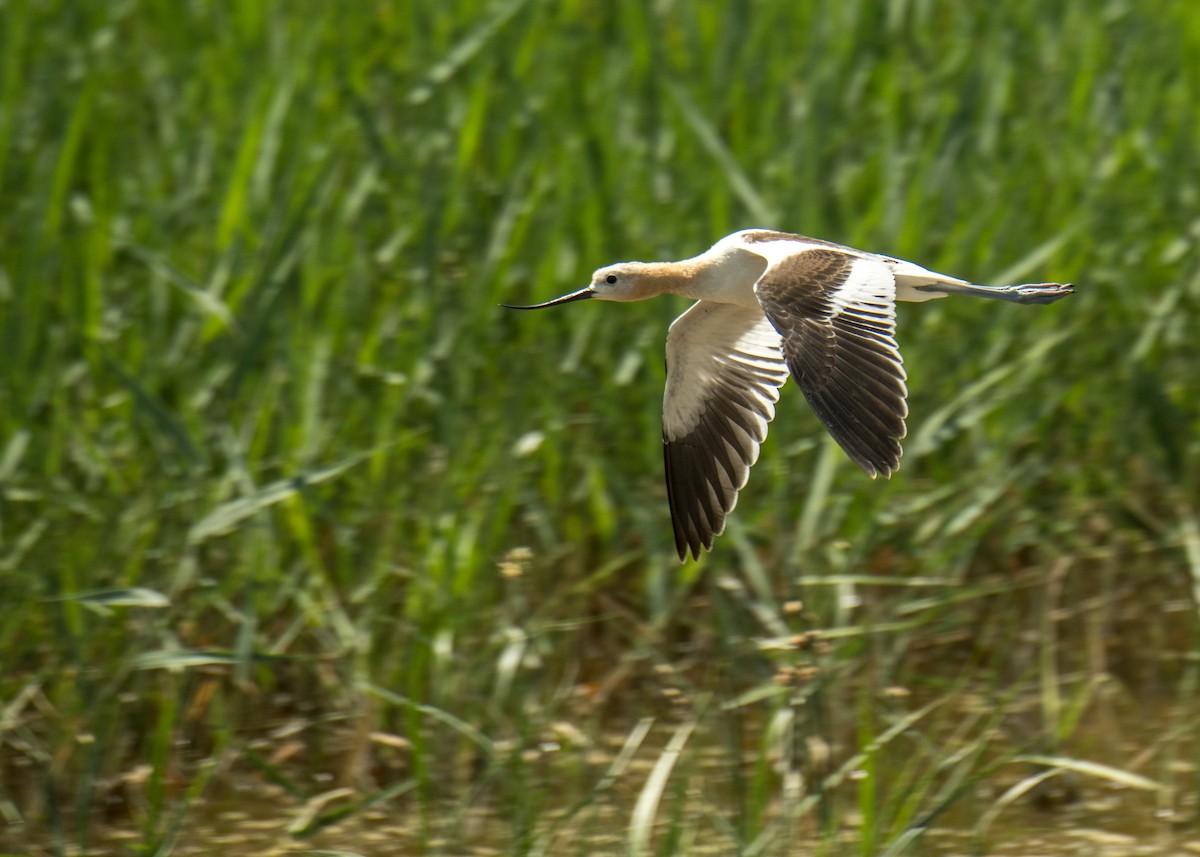 American Avocet - ML642786965