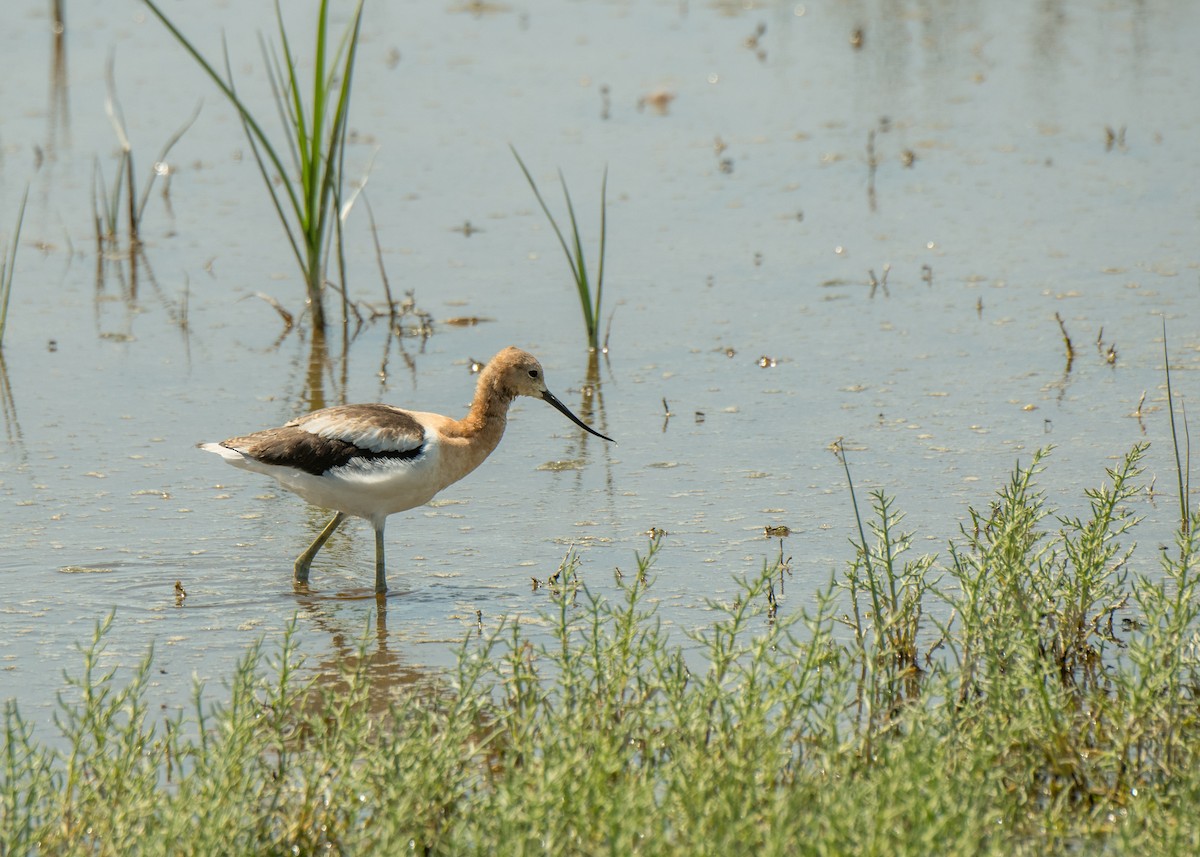American Avocet - ML642786966