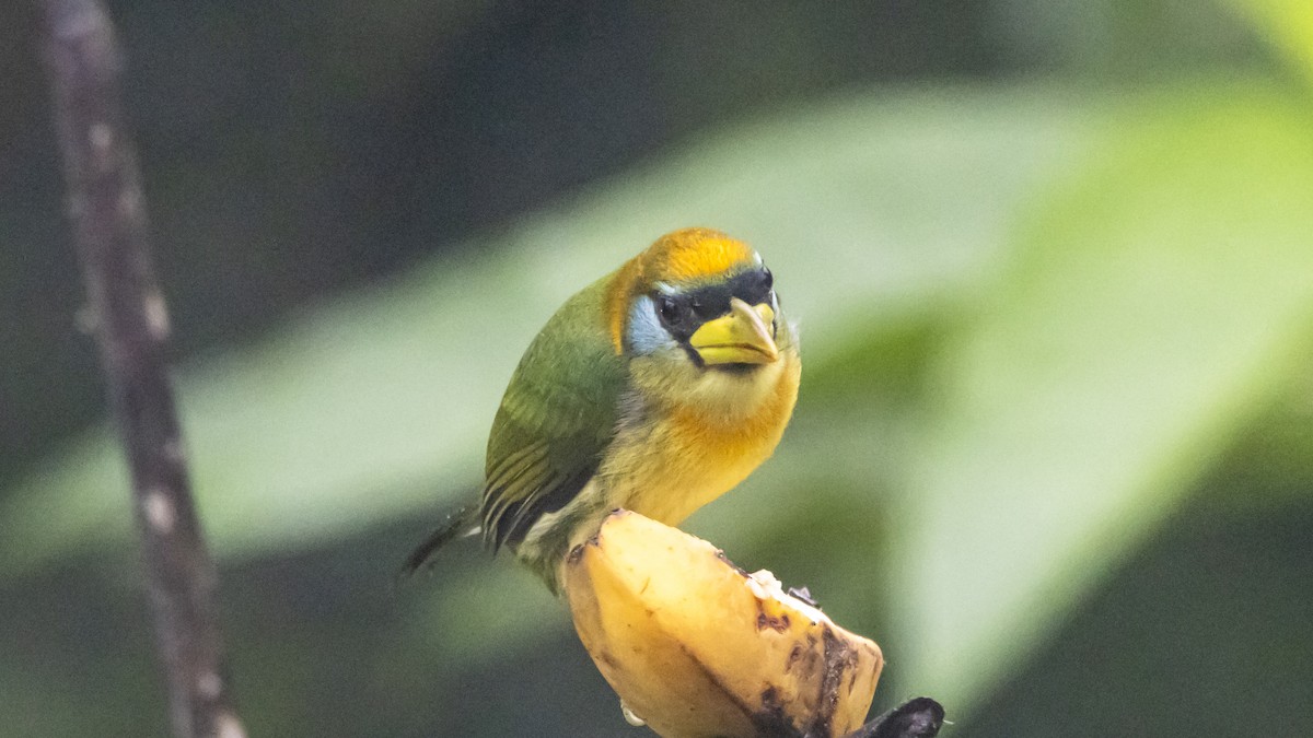 Red-headed Barbet - ML642786968