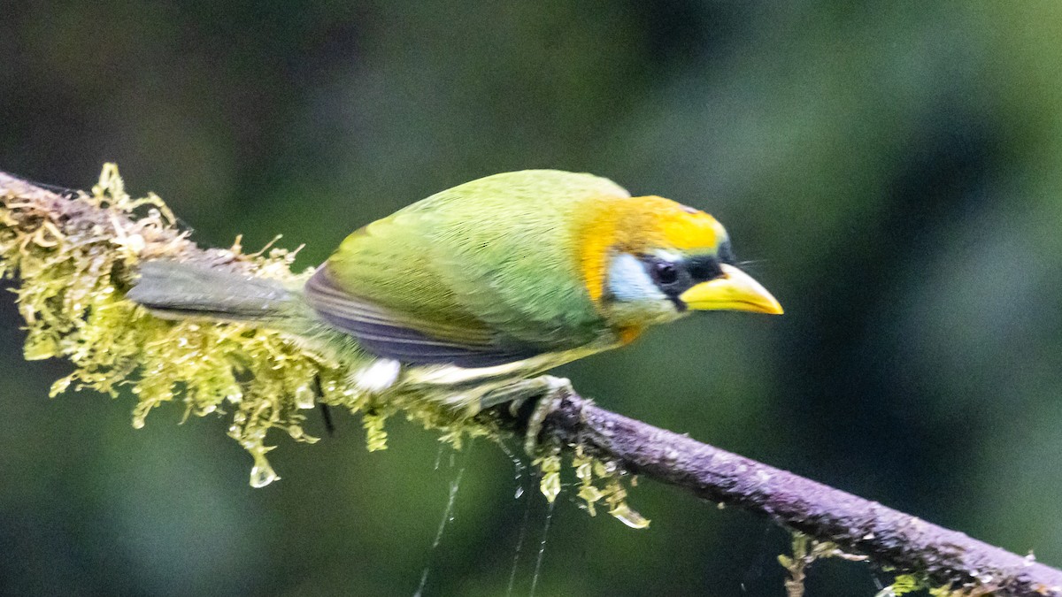 Red-headed Barbet - ML642786969