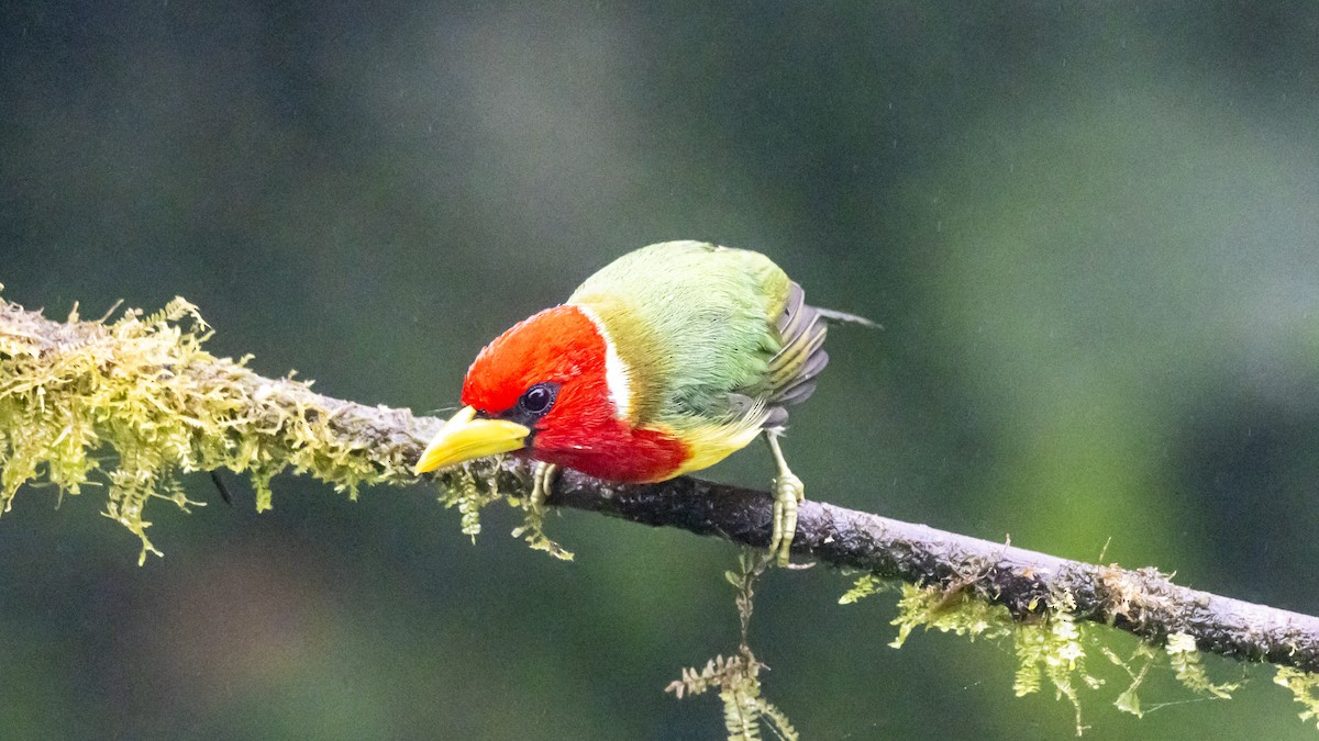 Red-headed Barbet - ML642786970