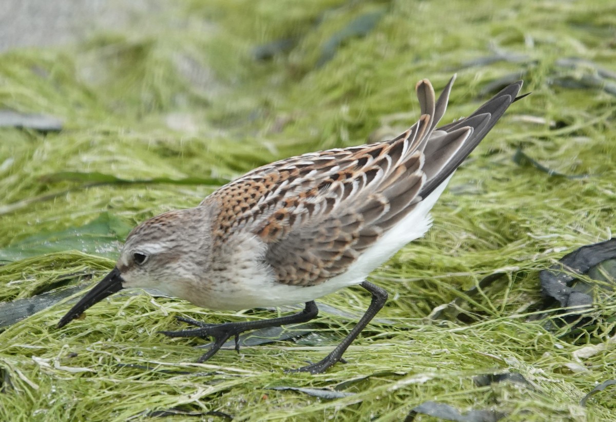 Western Sandpiper - ML642786979