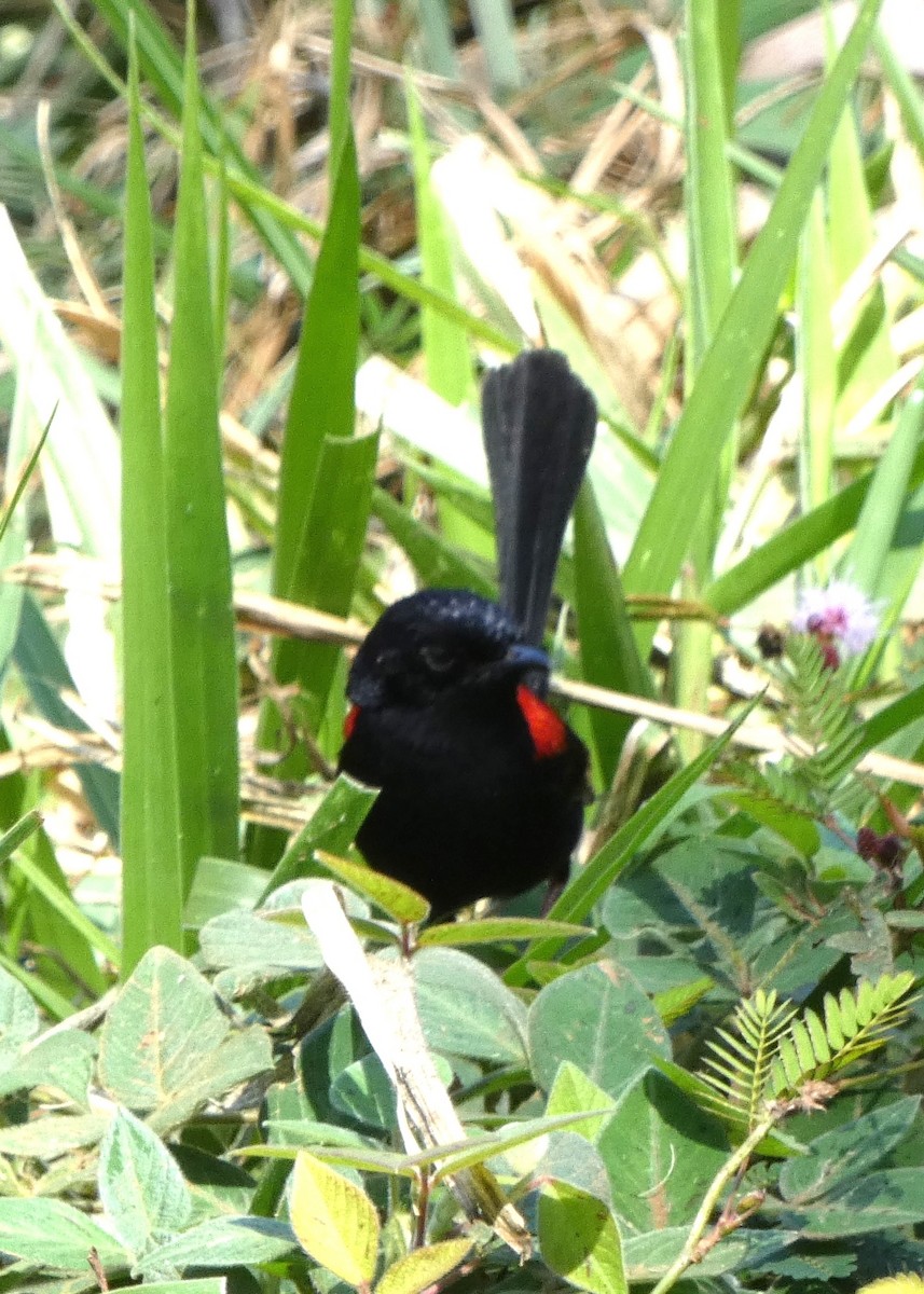 Red-backed Fairywren - ML642786989
