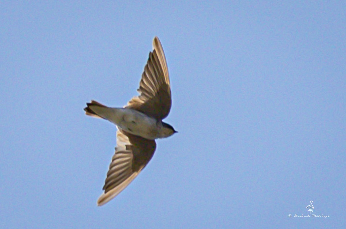Tree Swallow - ML642786990