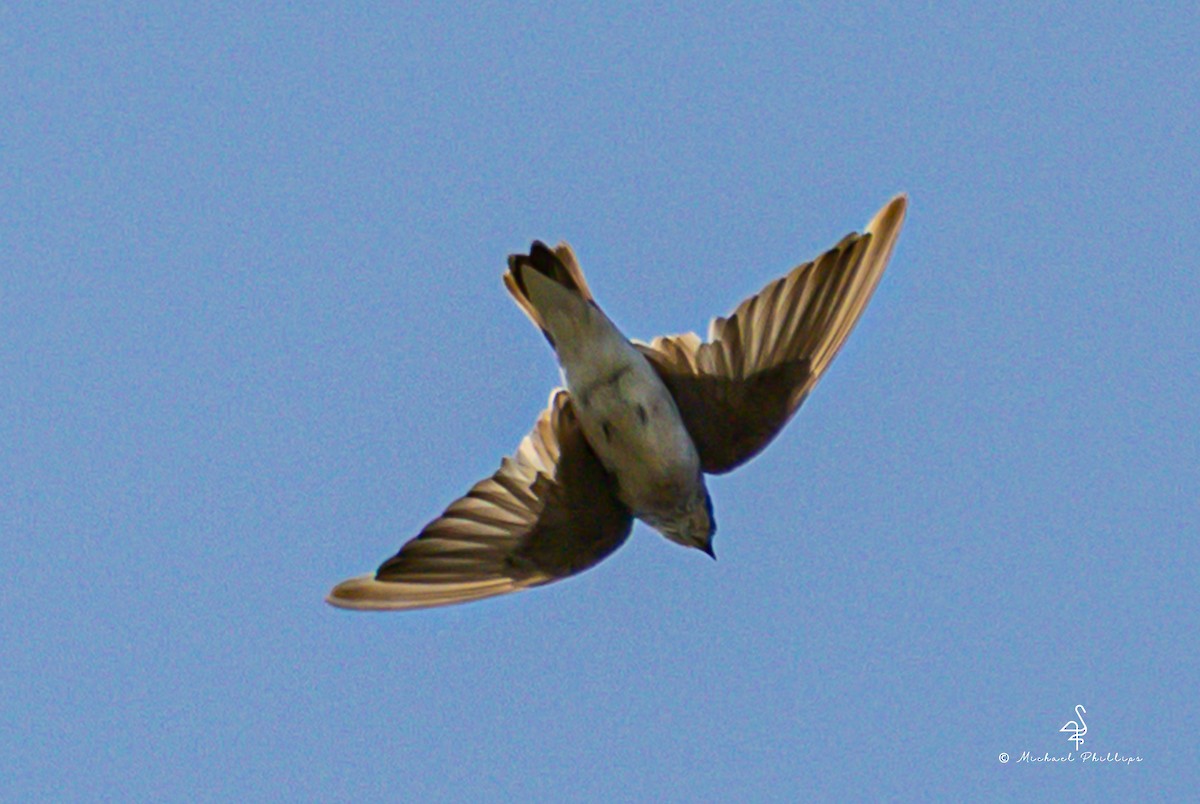 Tree Swallow - ML642786991