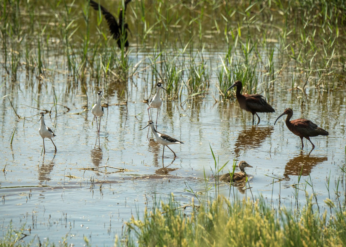 Black-necked Stilt - ML642786995