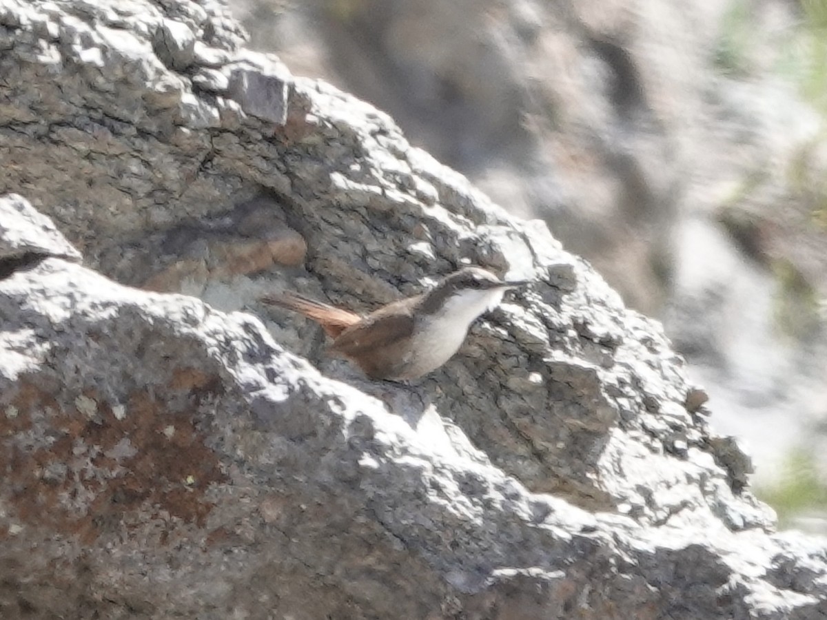 チリーカマドドリ - ML642786999