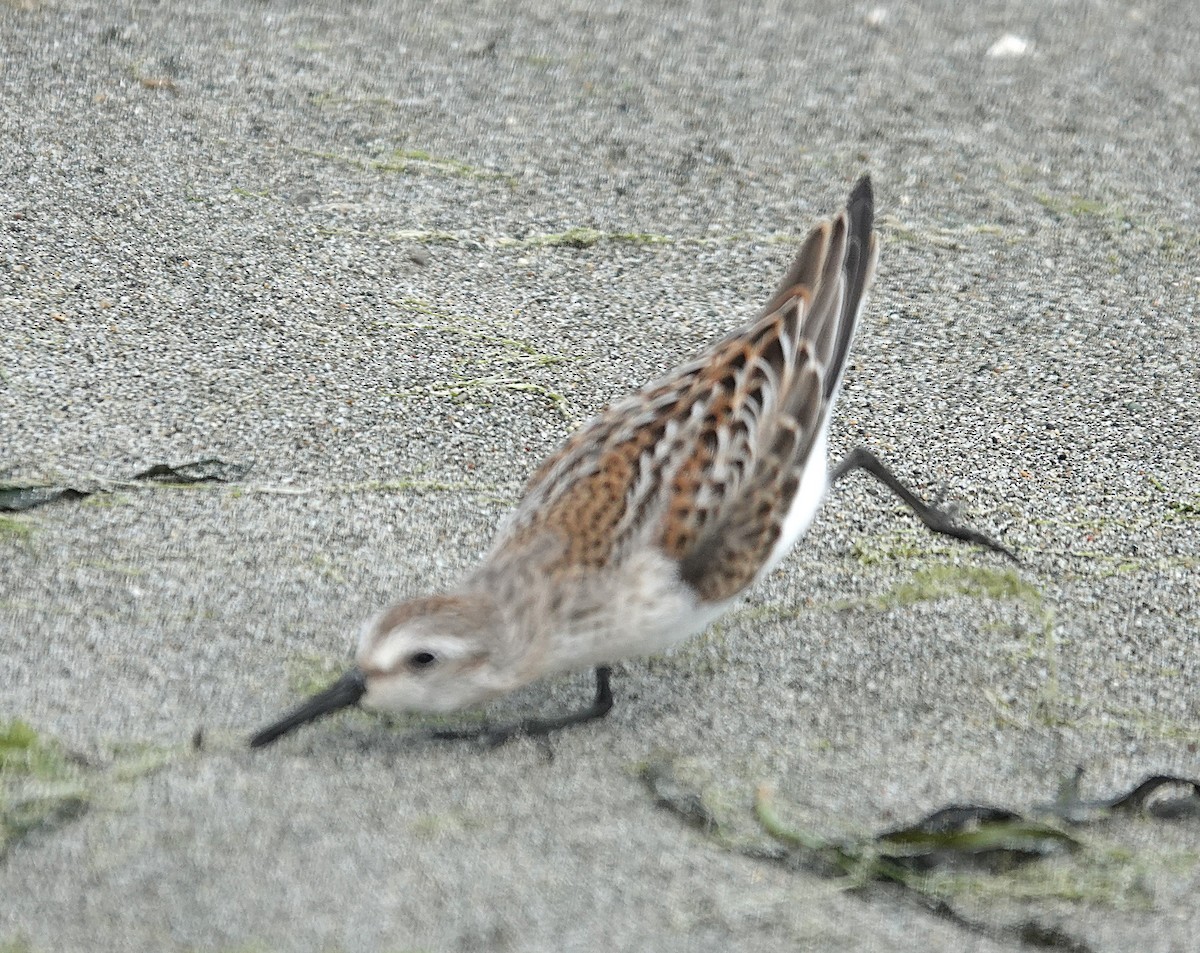 Western Sandpiper - ML642787005