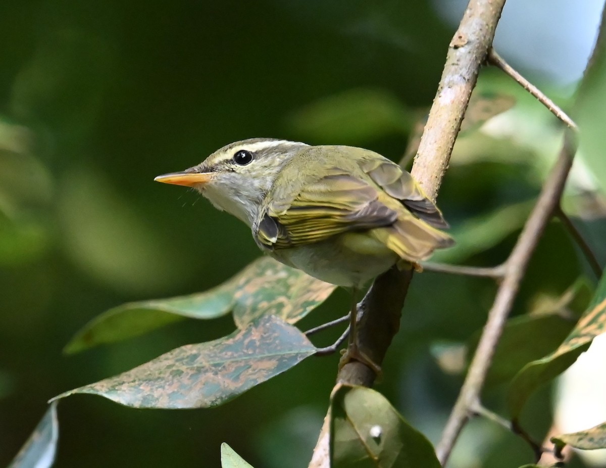 Eastern Crowned Warbler - ML642787017