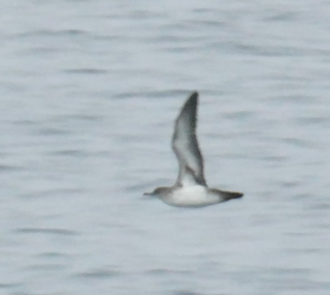 Black-vented Shearwater - ML642787020