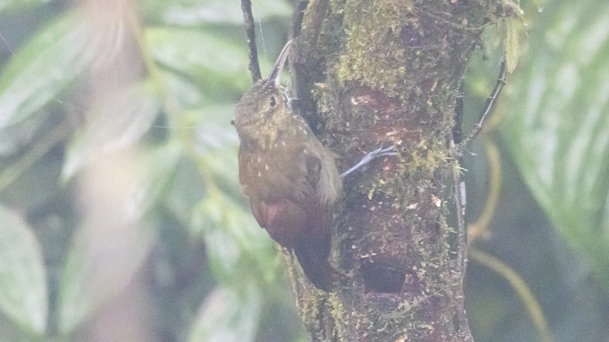 Spotted Woodcreeper - ML642787021