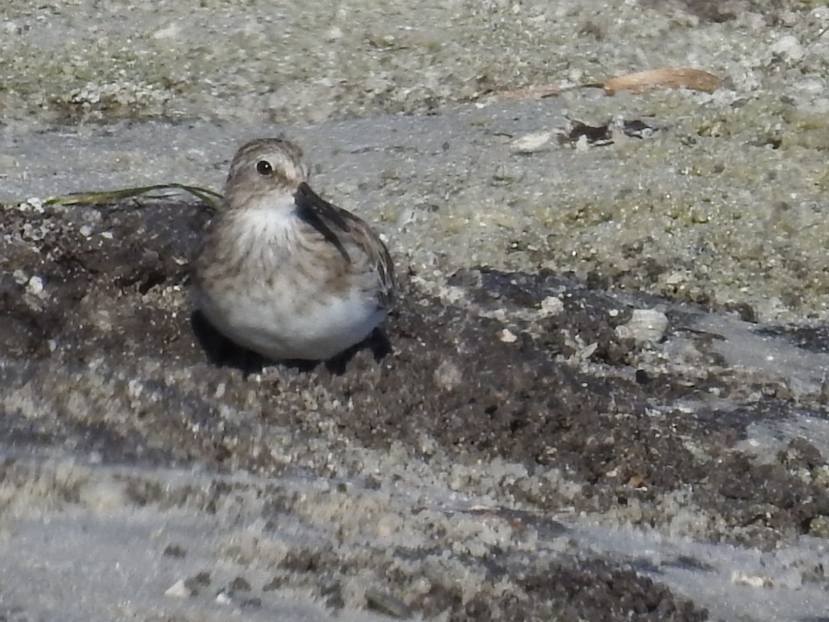 Least Sandpiper - Sue Murphy