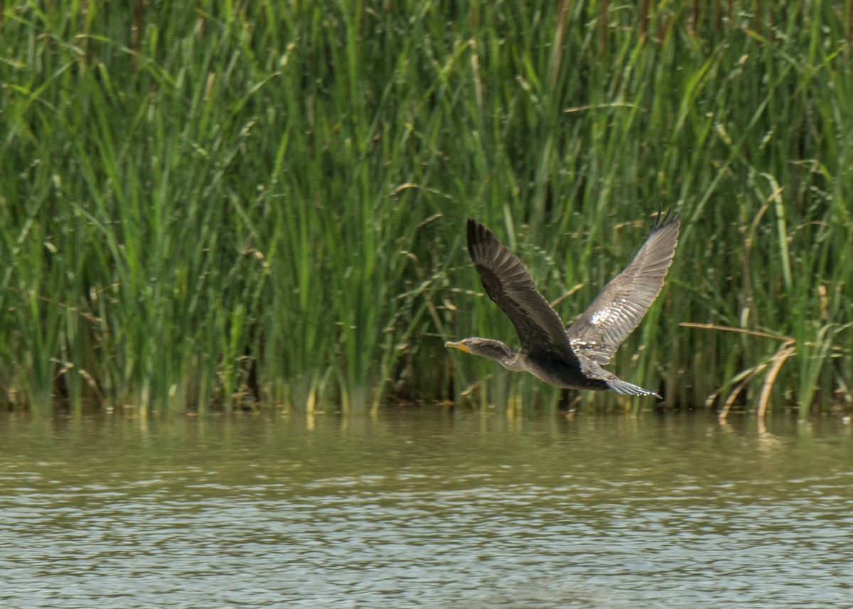 Double-crested Cormorant - ML642787030