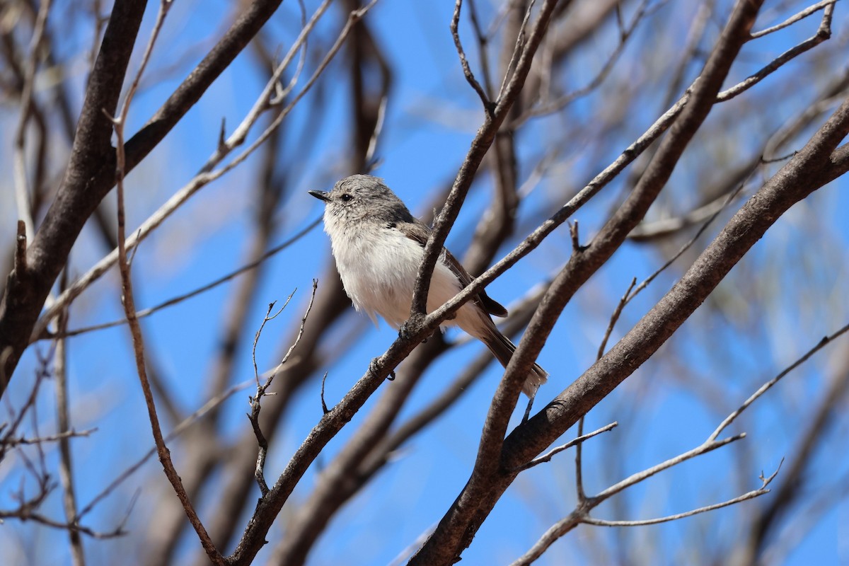 Graurücken-Dornschnabel - ML642787043