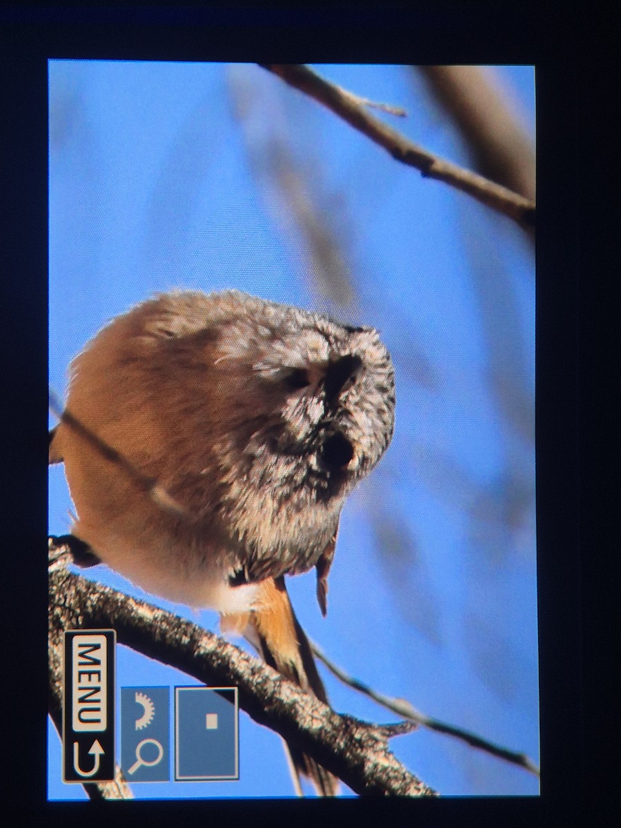 Graurücken-Dornschnabel - ML642787044