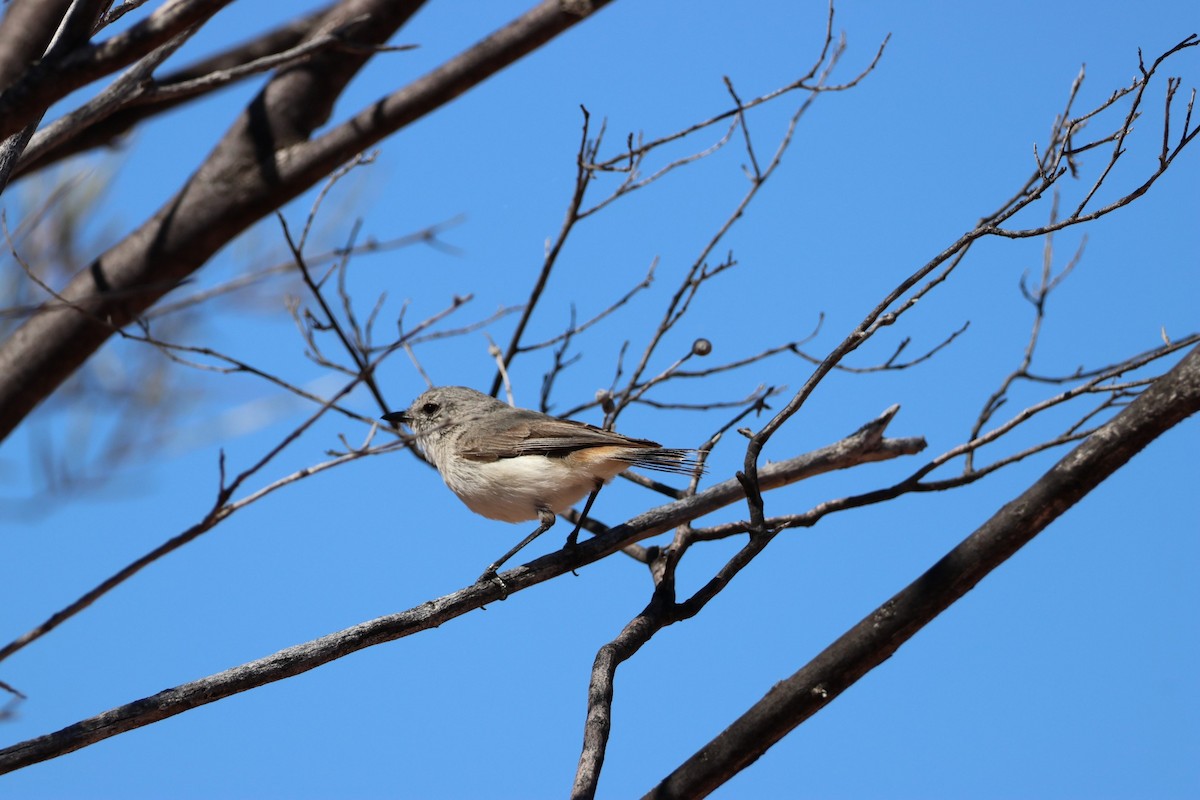 Graurücken-Dornschnabel - ML642787045