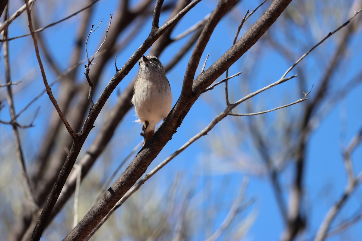 Graurücken-Dornschnabel - ML642787046