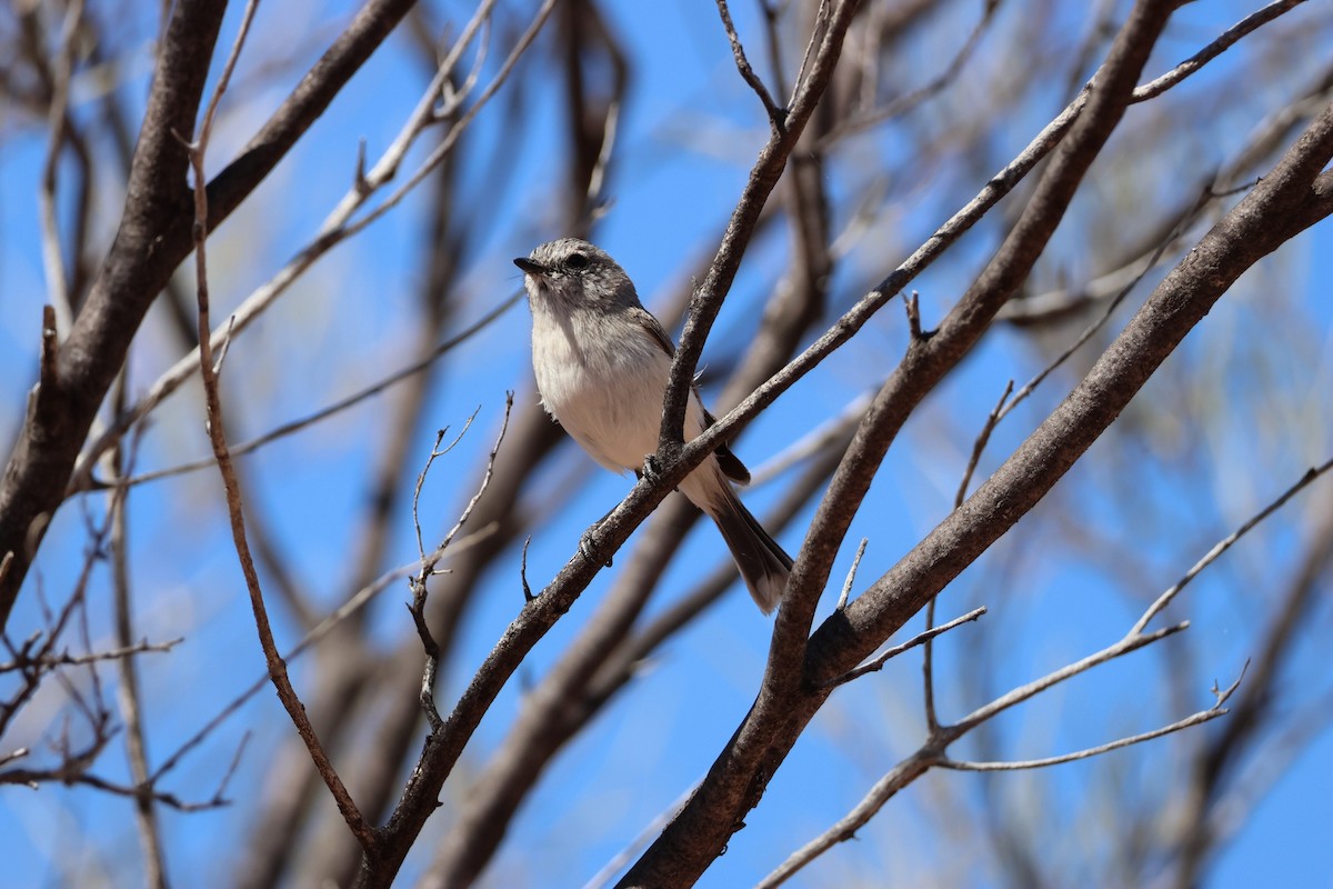 Graurücken-Dornschnabel - ML642787047