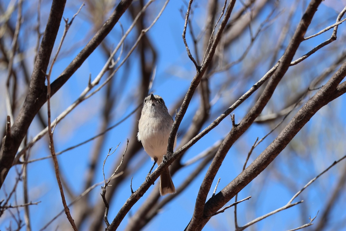 Graurücken-Dornschnabel - ML642787048