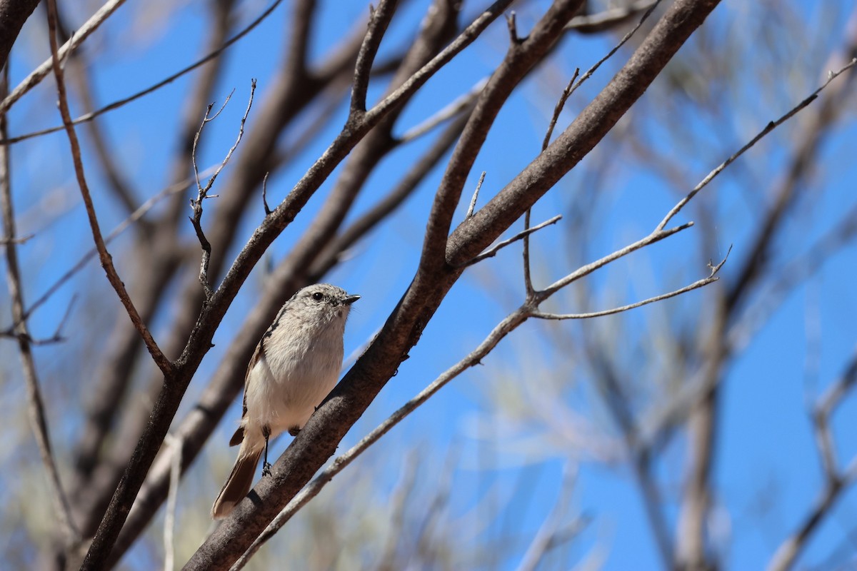 Graurücken-Dornschnabel - ML642787049