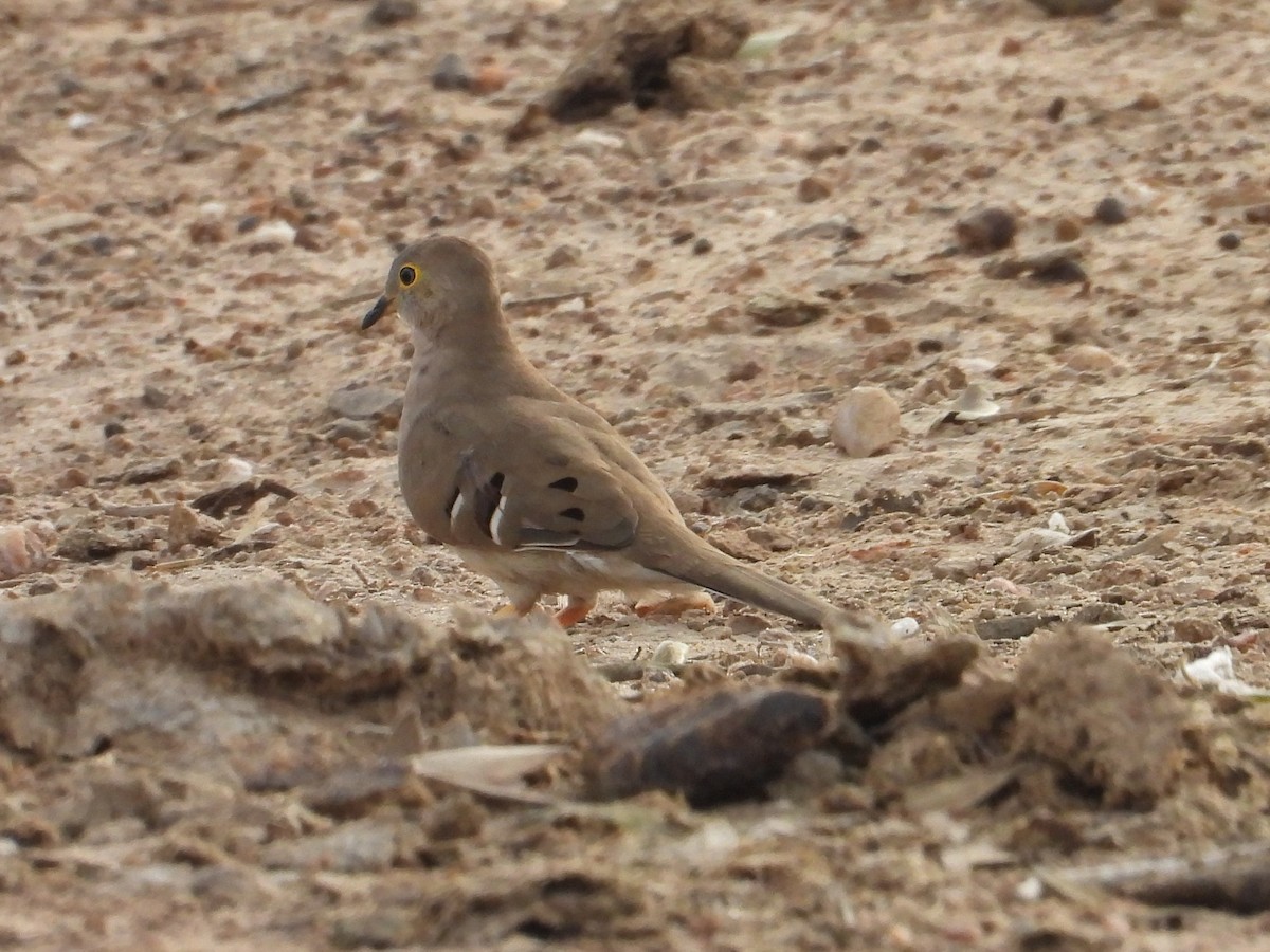 Long-tailed Ground Dove - ML642787050