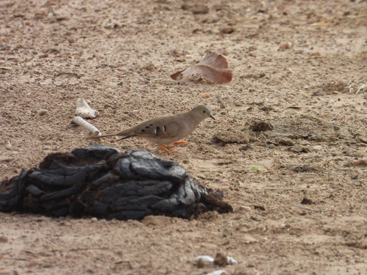 Long-tailed Ground Dove - ML642787051
