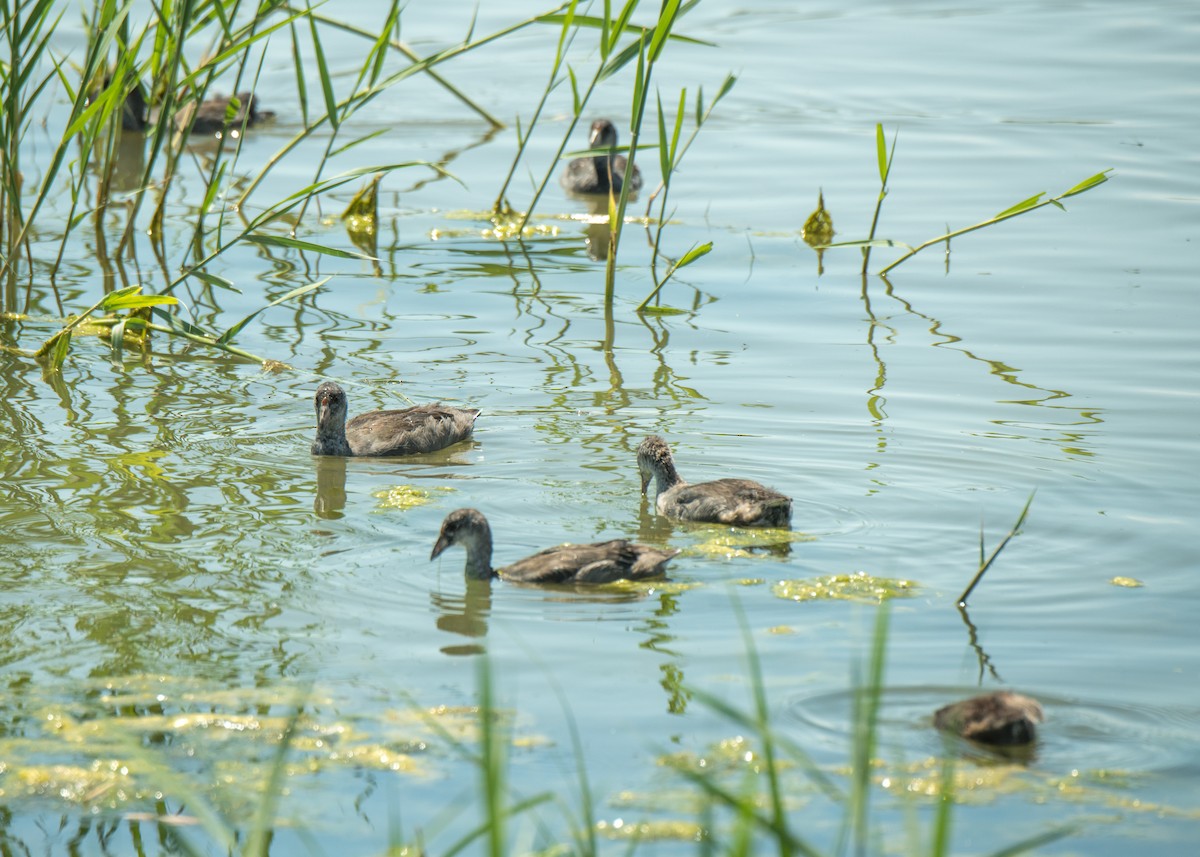 Pied-billed Grebe - ML642787057