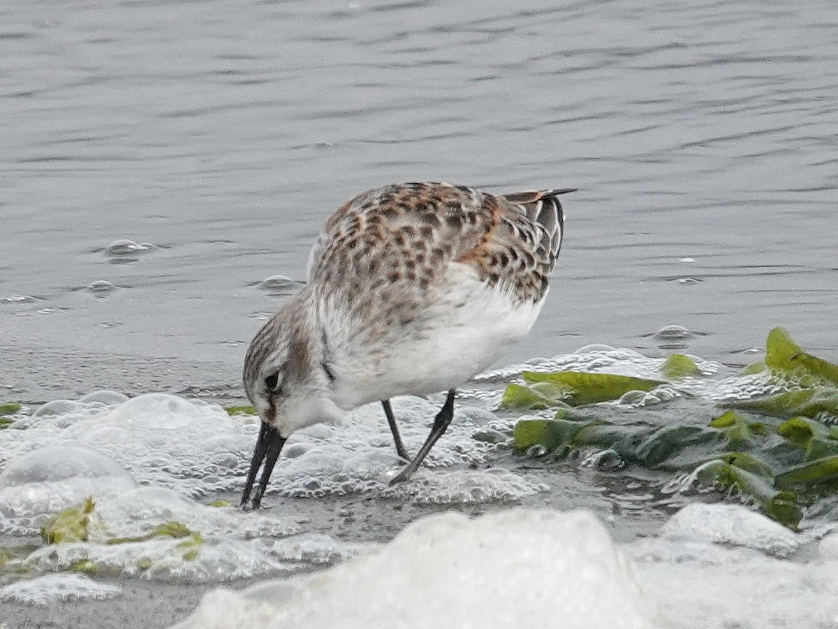 Western Sandpiper - ML642787060