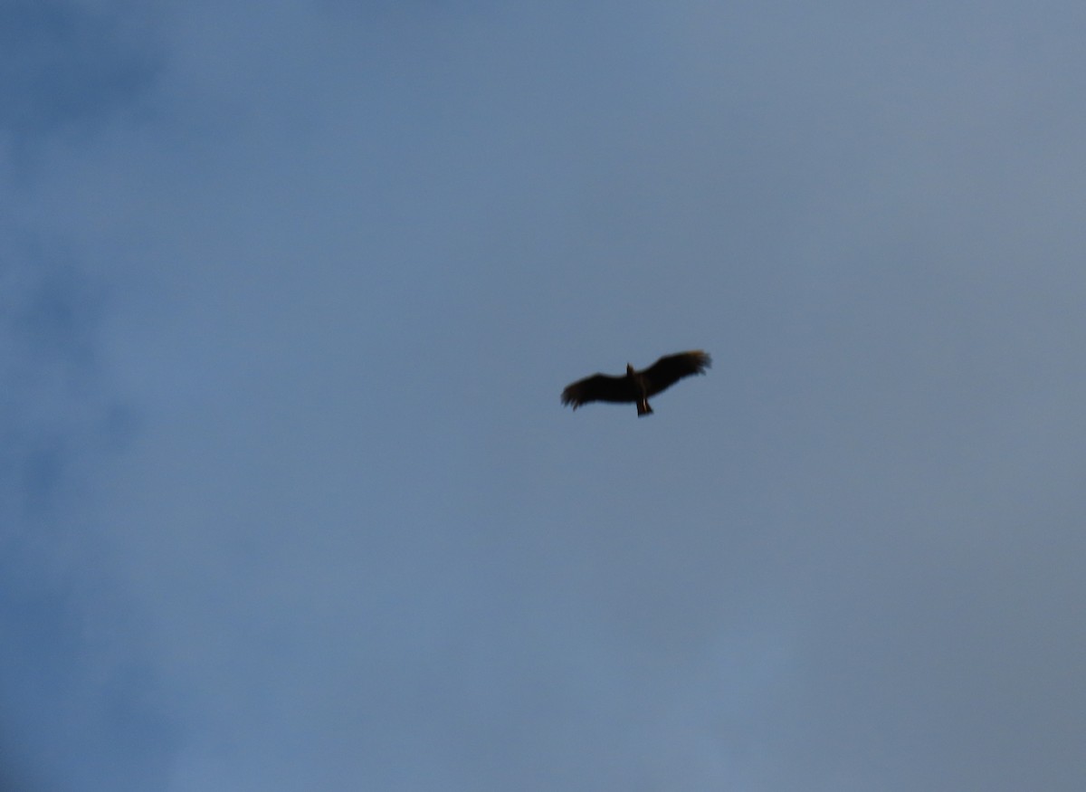 Black Vulture - ML642787074