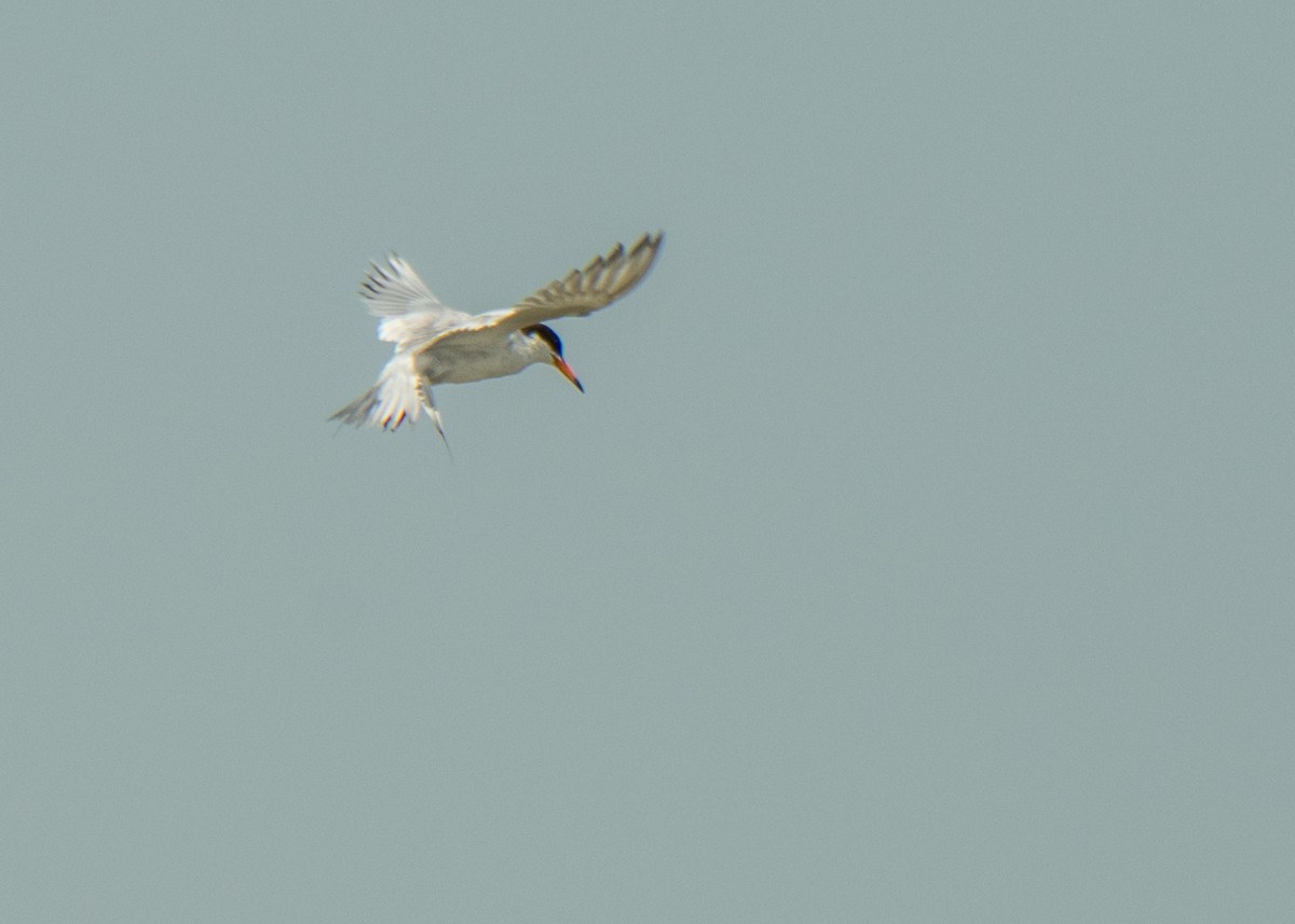 Forster's Tern - ML642787076
