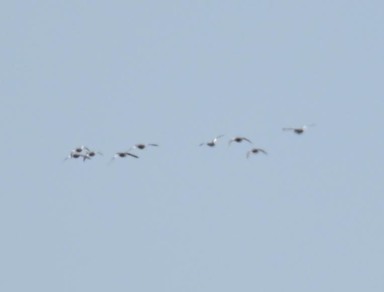 anatidé sp. (canard sp.) - ML642787080