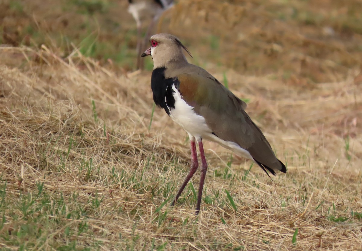 Southern Lapwing - ML642787084
